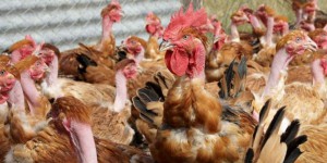 Grippe aviaire : un cas dans les Ardennes, risque relevé en France