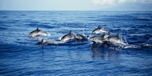 Aux îles Feroé, émotion après le massacre de 1400 dauphins en une seule journée