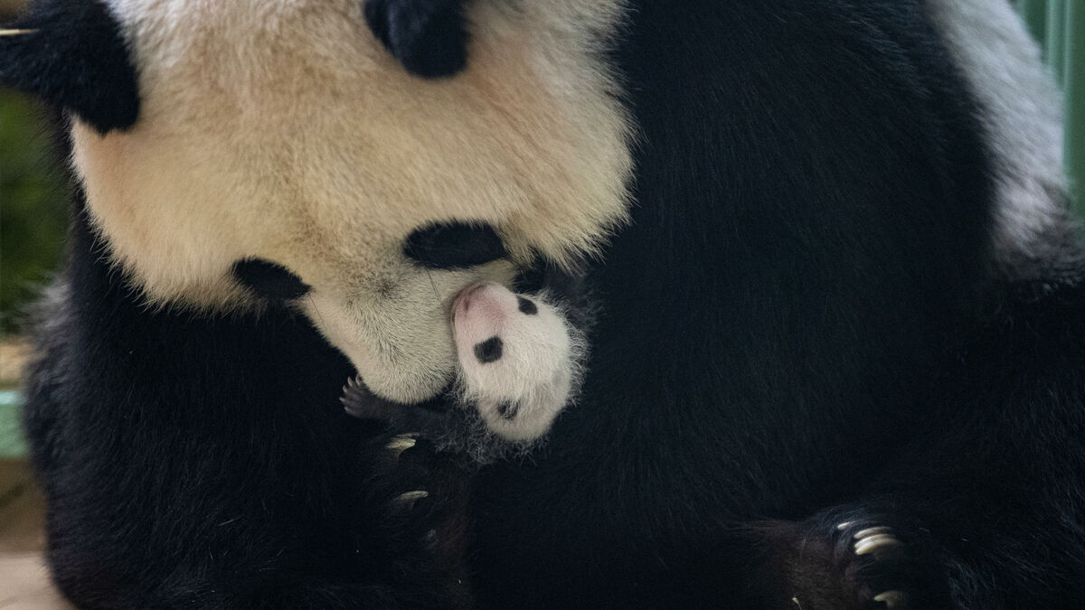 Un mois dans la vie des bébés pandas de Beauval