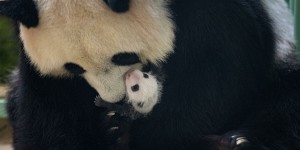 Un mois dans la vie des bébés pandas de Beauval