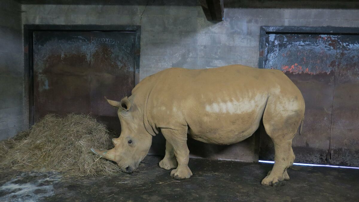 A Thoiry, Wakati, rhinocéros blanc de 1165 kg, sera très protégé