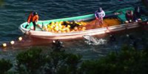 Japon: des dauphins attirés et massacrés par des pêcheurs