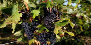 Un viticulteur bio poursuivi pour avoir refusé de traiter sa vigne