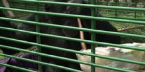 Charlie, le chimpanzé sauvé d'un zoo au Liban
