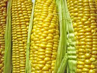 La loi interdisant la culture du maïs OGM en France est jugée constitutionnelle
