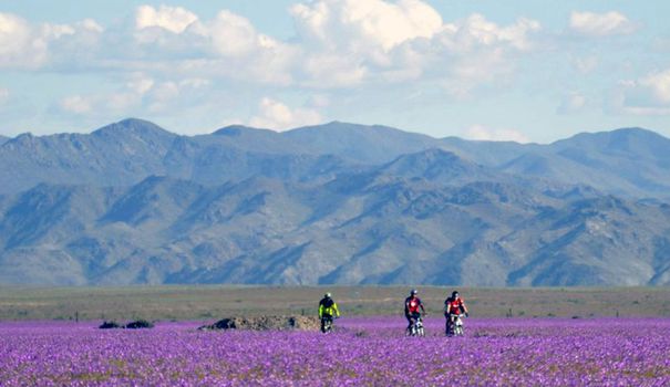 EN IMAGES. Le désert d'Atacama, le plus aride du monde, recouvert de fleurs