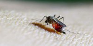 'Un vaccin contre Zika? Peu probable'