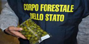 Poulet dans du formol, olives repeintes: saisie record d'aliments dangereux