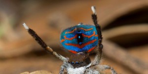 EN IMAGES. Sept nouvelles espèces d'araignées-paon exhibent leurs couleurs