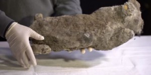Un lionceau des cavernes vieux de plus de 20 000 ans découvert en Sibérie