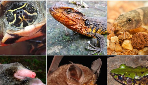 EN IMAGES. 115 nouvelles espèces découvertes en Asie en un an