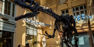 La paléontologie et la fascination pour les dinosaures