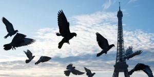 Les pigeons savent distinguer les concepts du temps et de l'espace