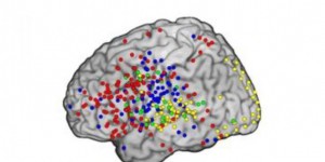 Des neuroscientifiques identifient le cheminement de la pensée dans le cerveau