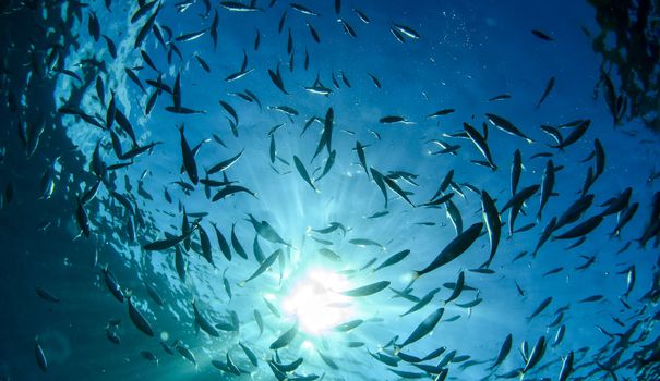 Océans: les 'zones mortes', où les poissons suffoquent, ont quadruplé en 70 ans