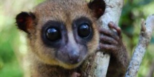 Un petit lémurien découvert à Madagascar