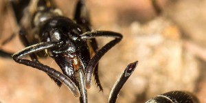 Après une bataille, les fourmis blessées sont soignées par leurs 'médecins'