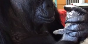Koko, le plus intelligent des gorilles, est mort à 46 ans
