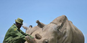 Des embryons in vitro de rhinocéros pour sauver l'espèce
