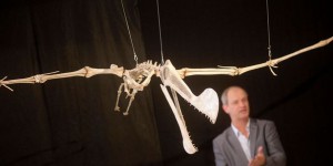 Un fossile de ptérosaure de plus de 200 millions d'années