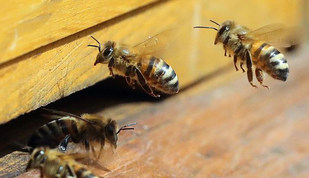 'L'effet nicotine' des insecticides tueurs d'abeilles