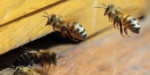 'L'effet nicotine' des insecticides tueurs d'abeilles