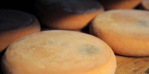Le 'plus vieux fromage du monde' découvert en Croatie