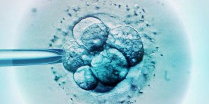 'Guérir des embryons, oui, améliorer l'espèce, non'