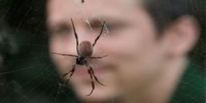 Un nouveau spécimen d'araignée à corne découvert en Angola