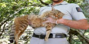Un 'chat-renard' découvert dans une forêt en Corse