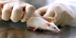 Sida : des chercheurs réussissent à éliminer le VIH chez des souris infectées