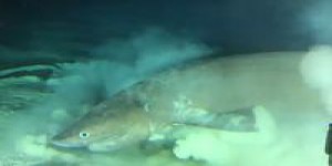 VIDÉO. Un requin préhistorique filmé au large de la Floride