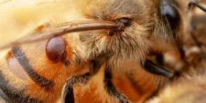 Des bactéries intestinales génétiquement modifiées pour sauver les abeilles