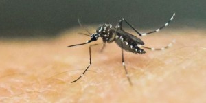 Des moustiques OGM résistent aux virus de la dengue