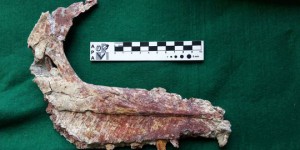 Argentine : découverte des restes d'une nouvelle espèce de petit dinosaure