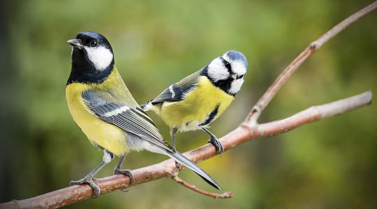Les oiseaux qui regardent la télévision choisissent mieux leurs aliments