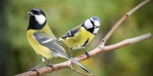 Les oiseaux qui regardent la télévision choisissent mieux leurs aliments