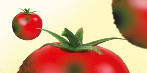 Tobamovirus: alerte rouge sur la tomate française