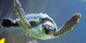 Pourquoi les tortues marines sont-elles attirées par les déchets plastiques?