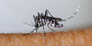 Trou noir, excision au Soudan, moustique tigre : les 3 infos qu'il ne fallait pas louper