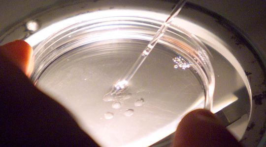 Un modèle humain d'embryon développé à partir de cellules souches