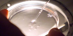 Un modèle humain d'embryon développé à partir de cellules souches