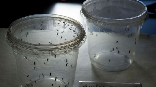 Dengue, fièvre jaune... Des moustiques génétiquement modifiés pour vaincre les virus