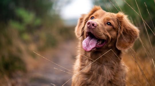 Covid-19 : promener son chien augmente-t-il les risques de contamination ?