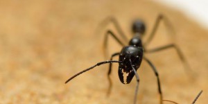 Des fourmis aux grands singes, les prouesses de l'intelligence animale