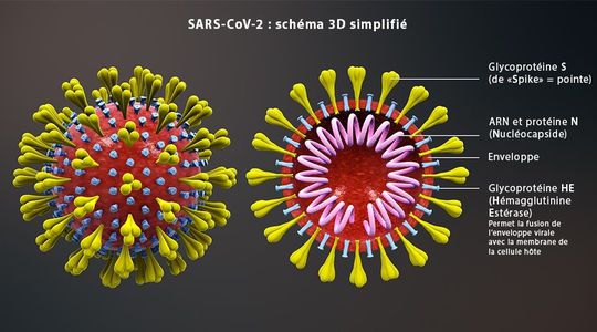 Covid-19 : pourquoi le séquençage du virus peut nous permettre de mieux maîtriser l'épidémie