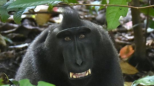 Smartphones contre nourriture : quand les macaques ont le sens des affaires