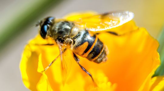 Les abeilles ont aussi leur programme de vaccination