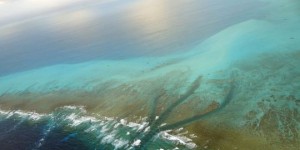 Journée mondiale de l'océan : la France doit sauver ses récifs coralliens !
