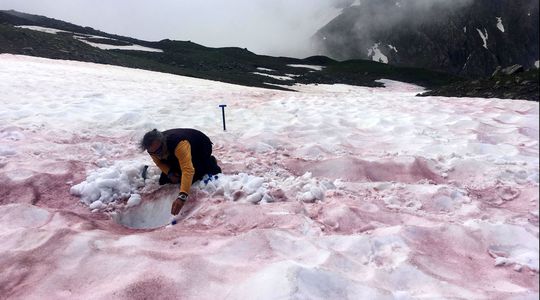 'Sang des glaciers' : le mystère autour de la neige rouge dans les Alpes enfin levé ?